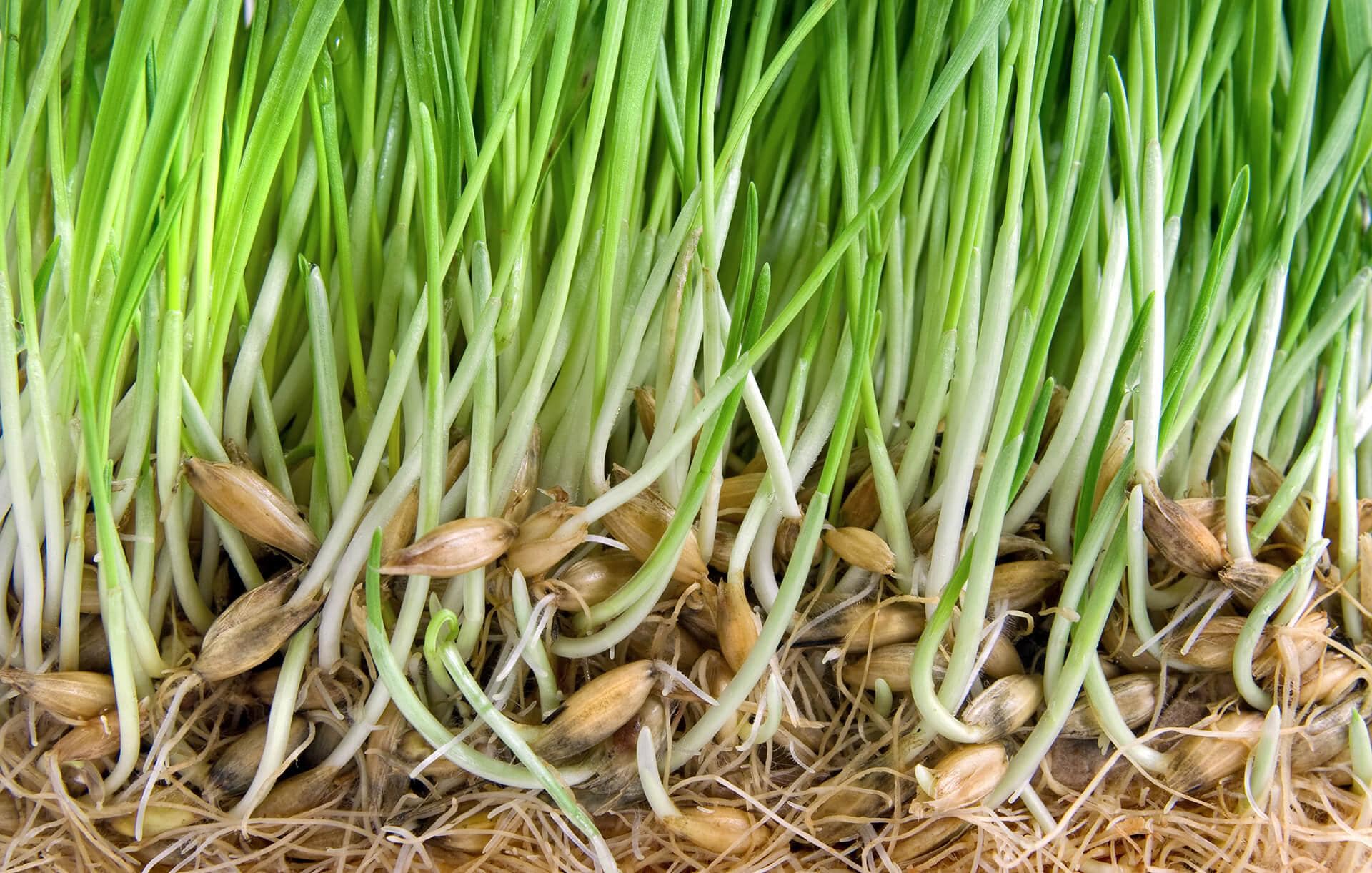 Best Strategies for Growing Grass Seed in the Spring